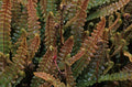 Alpine Water Fern ~ Blechnum penna-marina subsp. alpina